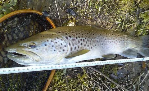 peche derive naturelle 34